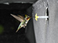 hummingbird flying in the experimental setup