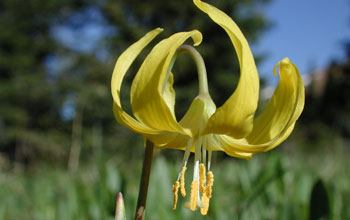 a glacier lily flower.