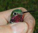 Photo of a researcher holding a male broad-tailed hummingbird.