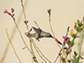 Southern California hummingbird foraging nectar from a flower.