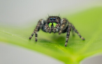 A bold jumping spider, common to backyards across North American