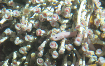 Zoarcid fish peeking out from an aggregate of tens of thousands of tubeworms.