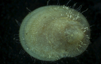 limpet-of-the-deep living on mussels near warm hydrothermal vent waters.