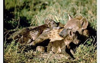 A sleepy female spotted hyena lounges with her seven-week old cubs in Kenya.