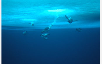 Photo of emperor penguins diving beneath the dive holes at the Penguin Ranch.