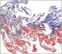 A experimental visualization of two interacting odor plumes, in red and blue