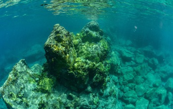 Surveys in November 2017 revealed numerous broken and overturned corals from wave damage.
