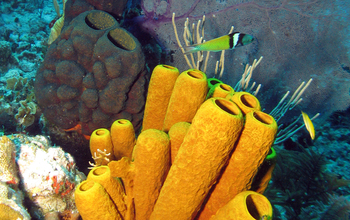 Large sponges on a reef with  sponge-eating fish in the Bahamas.