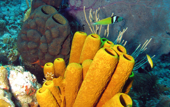 Overfishing of Caribbean coral reefs favors coral-killing sponges- All  Images