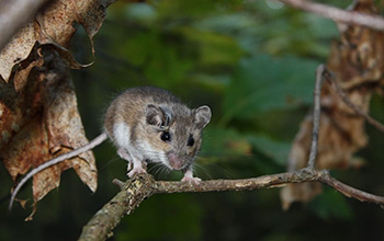 The white-footed mouse, Peromyscus leucopus, is the subject of a new study.