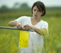 Field researcher checks insect sticky traps for insects