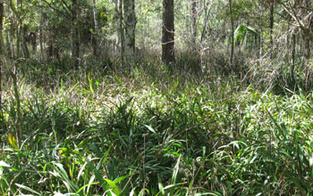 Cerulean flax lily in Highlands Hammock State Park, Fla.