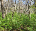 Stand of the invasive plant Amur honeysuckle at the Tyson Research Center in Missouri.