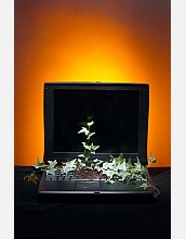 A plant on a keyboard symbolizes the use of cyberinfrastructure to further biological plant science.