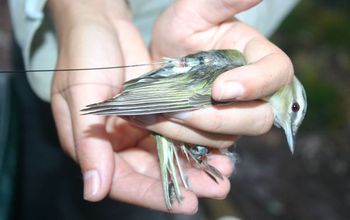 Red-eyed vireo with transmitter