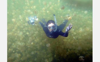 Photo of Kakani Young swimming among jellyfish.