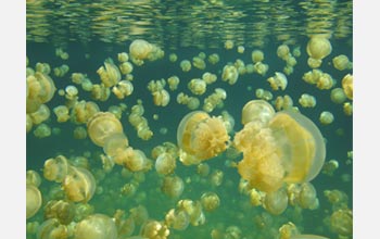 Photo of jellyfish in Jellyfish Lake.