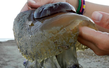 Upclose image of the Fried Egg Jellyfish out of the water