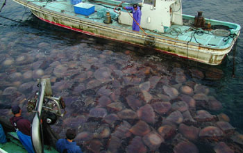 Giant Jellyfish clogging fishing nets in Japan