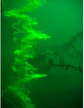 Photo of dye that tracks Jellyfish Lake water flow.