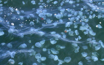 Moon jellyfish congregating in waters off Japan