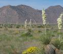 mountains with grasslands affected by drought