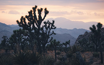 Joshua trees and a Mojave yucca at dusk; climate change is affecting the plants' flowering times.