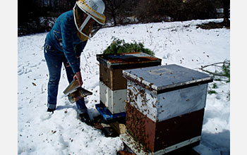 Photo of scientist opening honey bee nest