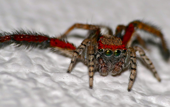 Male jumping spider (Saitis barbipes)