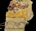 Photographs of the fossil and restored skeleton of Juramaia.
