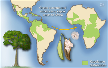 Kapok tree seeds traveled across the ocean from South America to Africa after continents split.