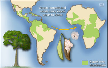 Kapok tree seeds traveled across the ocean from South America to Africa after continents split