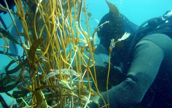 At NSF's Santa Barbara Coastal LTER site, a scuba diver records data on giant kelp growth.