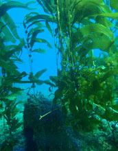 Photo of kelp plants growing toward the sea surface on strong, flexible stipes.