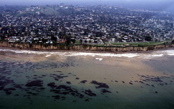 Aerial view of the canopy of giant kelp floating offshore near the city of Santa Barbara, Calif.