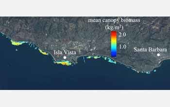 Landsat 5 image measured from 1982-2010 showing the kelp canopy biomass off Santa Barbara.