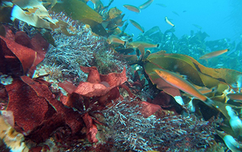senorita fish swim among red, brown and green algae