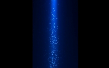 krill underwater in shaft of light