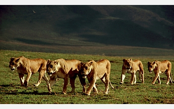 Scientists have found that being social and forming groups is a protection against prey extinction.