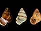 tree-dwelling snails