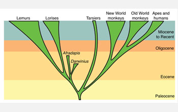 Palentologists proposed placement of Afradapis and Darwinius on the primate family tree.