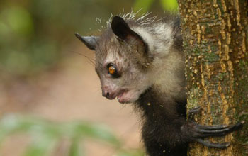 Photo of an aye-ayes holding on to a tree trunk.