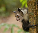 Photo of an aye-ayes holding on to a tree trunk.