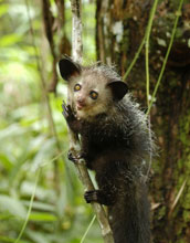 Photo of an aye-aye in a tree