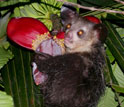Photo of a aye-aye next to a red tropical flower