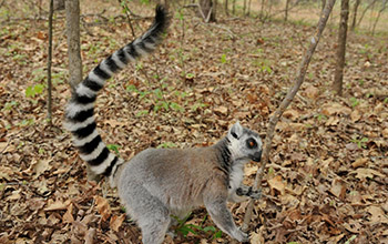 ring-tailed lemur sniffs a tree