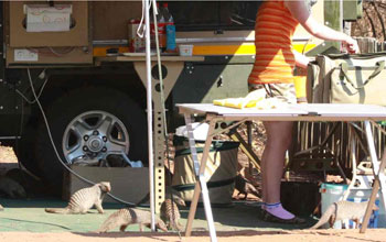Banded mongoose roaming through a trailer in a tourist camping site.