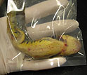 Waterdogs, or tiger salamander larvae, in bait shops across the U.S. West carry infections.