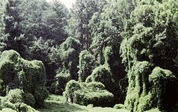 Photo of kudzu, the woody vine that ate the American South.