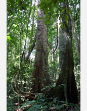 Woody vines, or lianas, drape dipterocarp trees near the Pasoh forest reserve in peninsular Malaysia